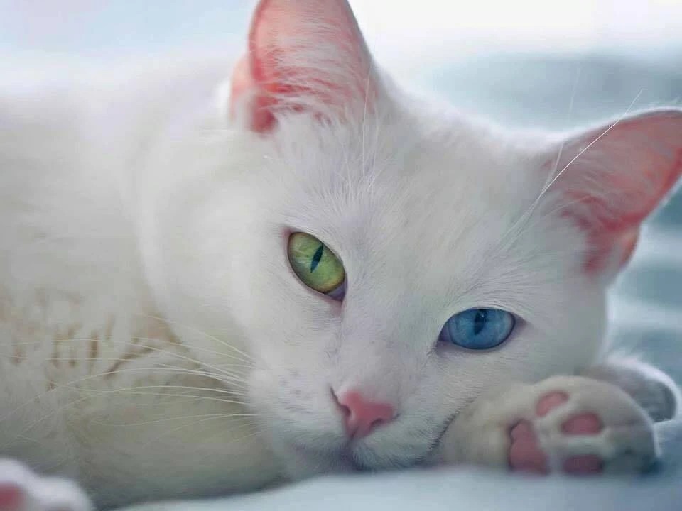 Kedi Tür ve Irkları Kedi Irklarının Karakteristik Özellikleri