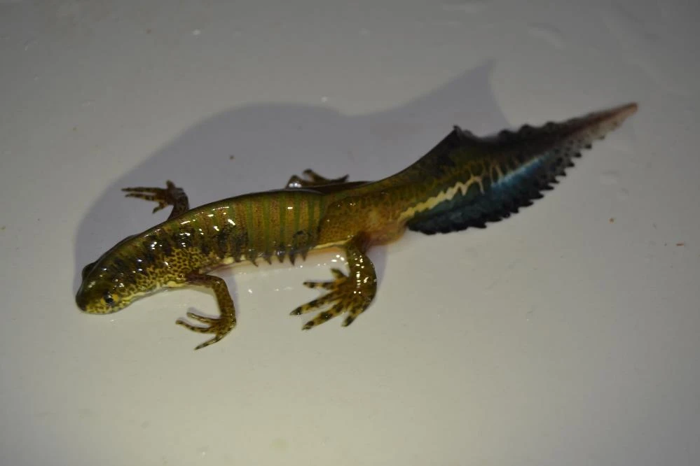 İlk önce balık sandığı canlı bakın ne çıktı