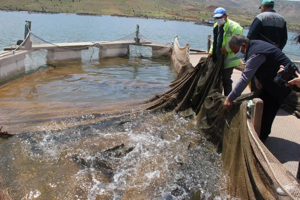 Denize kıyısı olmayan Sivas’tan dünyaya somon ihracatı