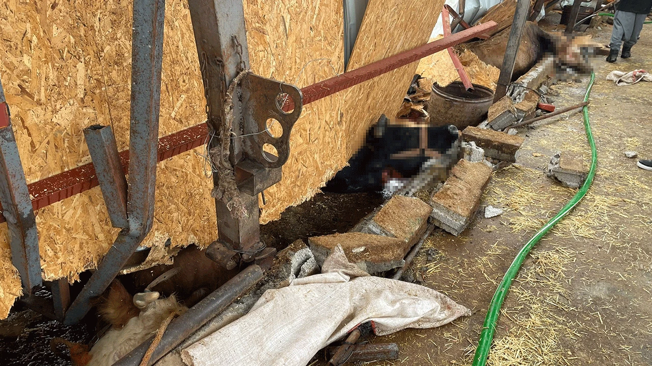 Adıyaman’da çiftlik çöktü, 22 büyükbaş hayvan telef oldu