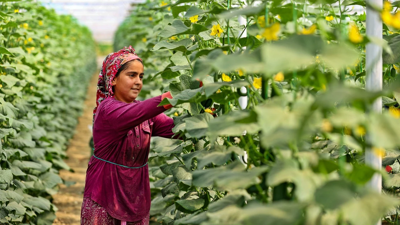 Salatalığın tarladan çıkışı 4 TL'yi geçti