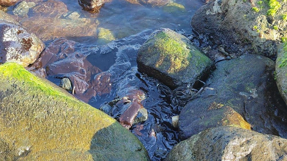 Sahile vuran petrol atıklarının içinde yüzdüler