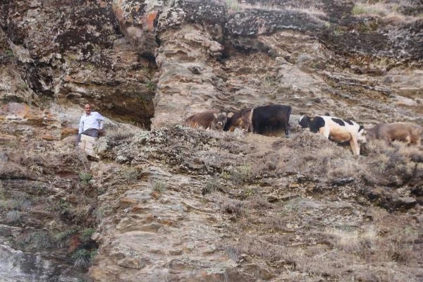 Kayalıklarda mahsur kalan büyükbaş hayvanları köylüler kurtardı