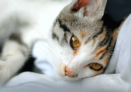 Tüm zamanların en iyi kedi resimleri