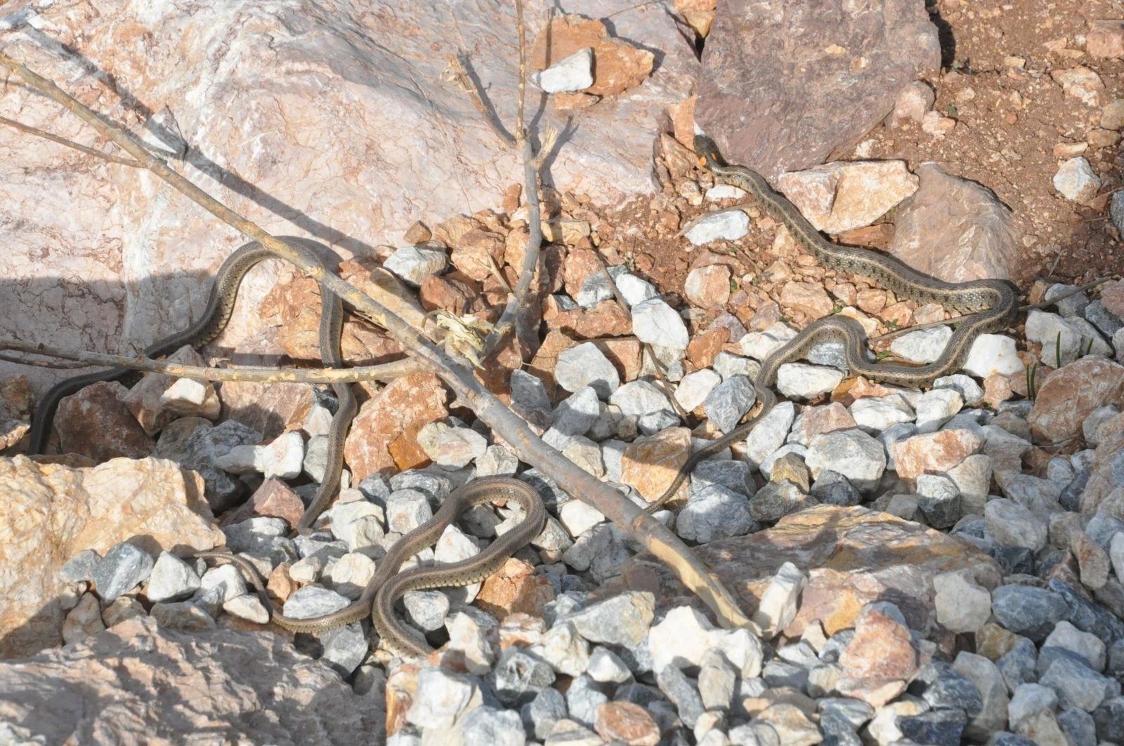 Sürü halinde görülen yılanlar korkutuyor