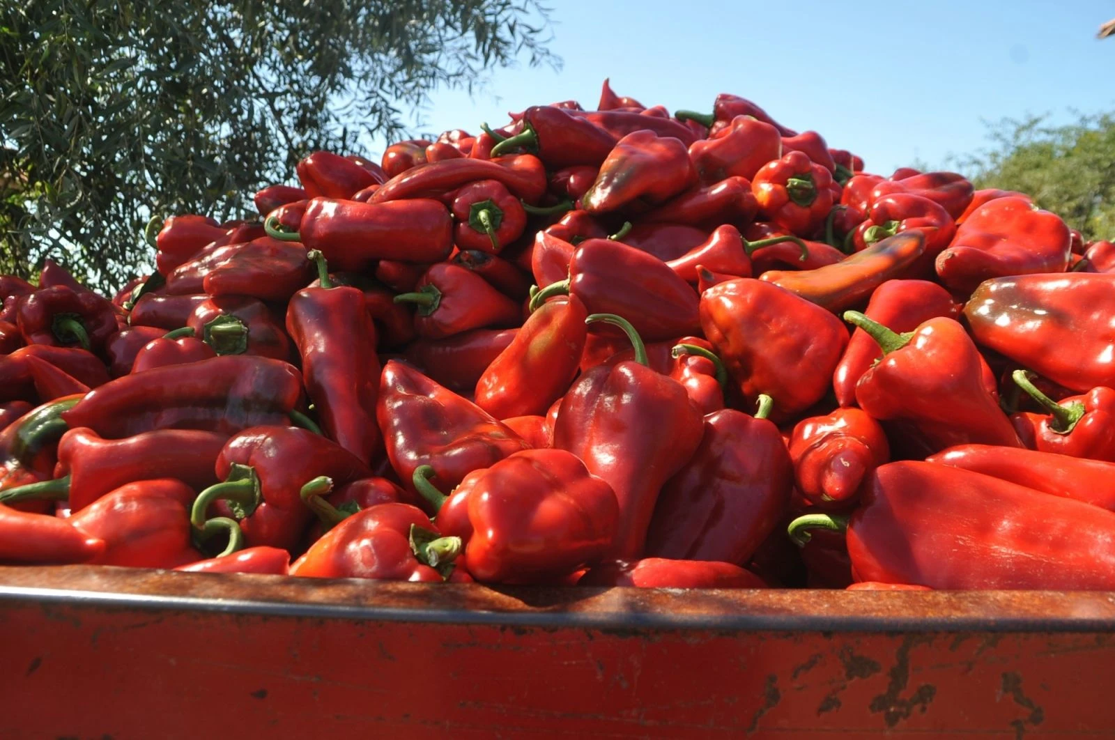 Bu biberin bir tanesi 250 gram geliyor