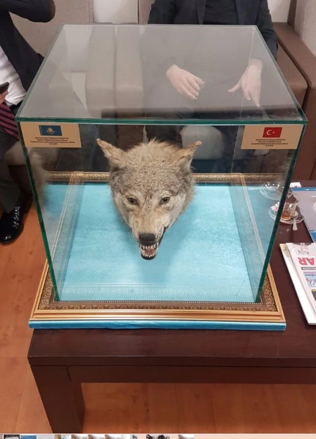 Devlet Bahçeli'ye doğum gününde kurt kafası hediyesi