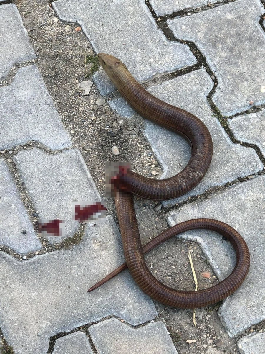 Otomobilde yılan sandıkları 1,5 metrelik sürüngen görenleri dehşete düşürdü