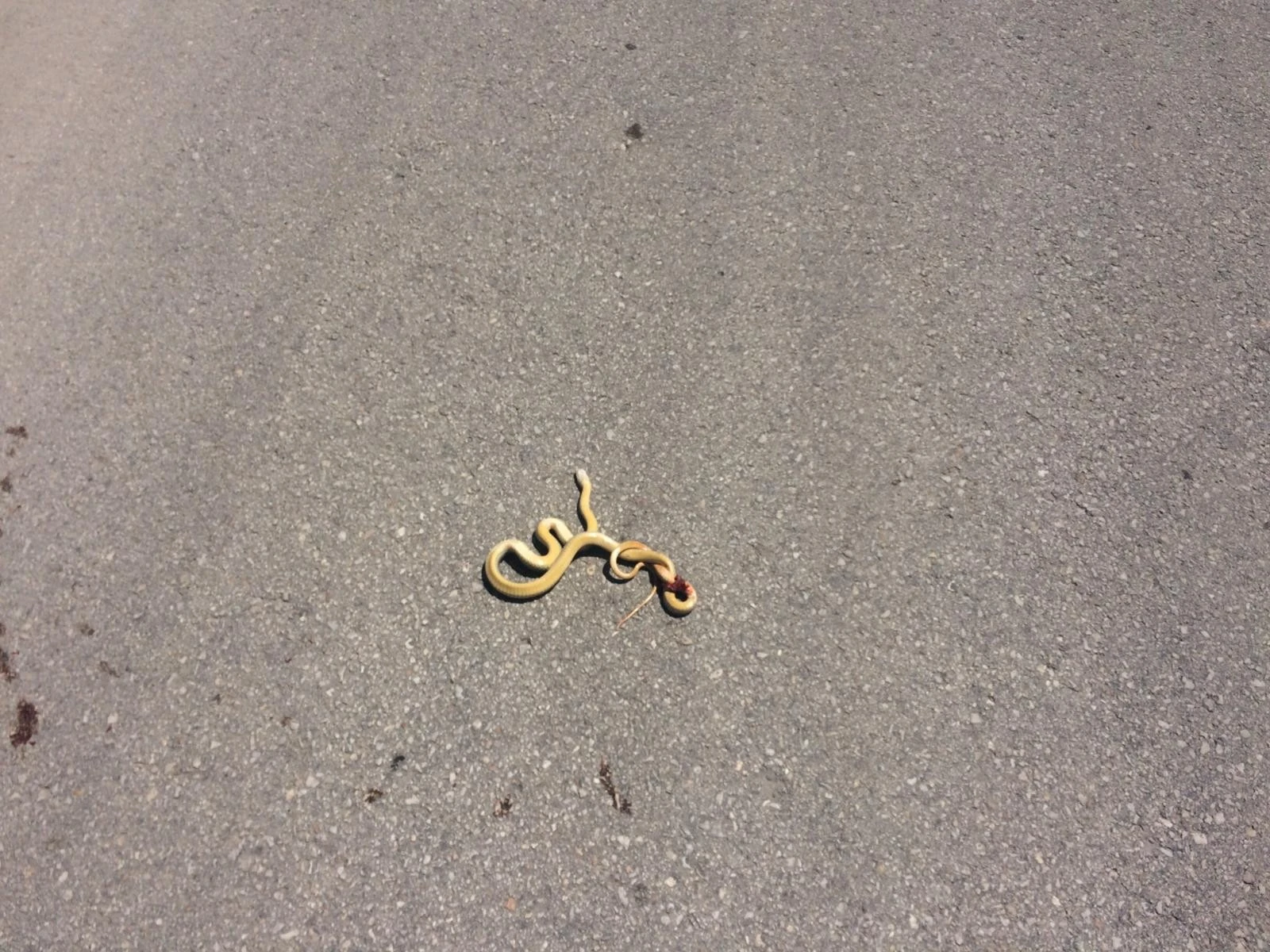 Yılanlar havaların iyice ısınmasıyla ortaya çıkmaya başladı