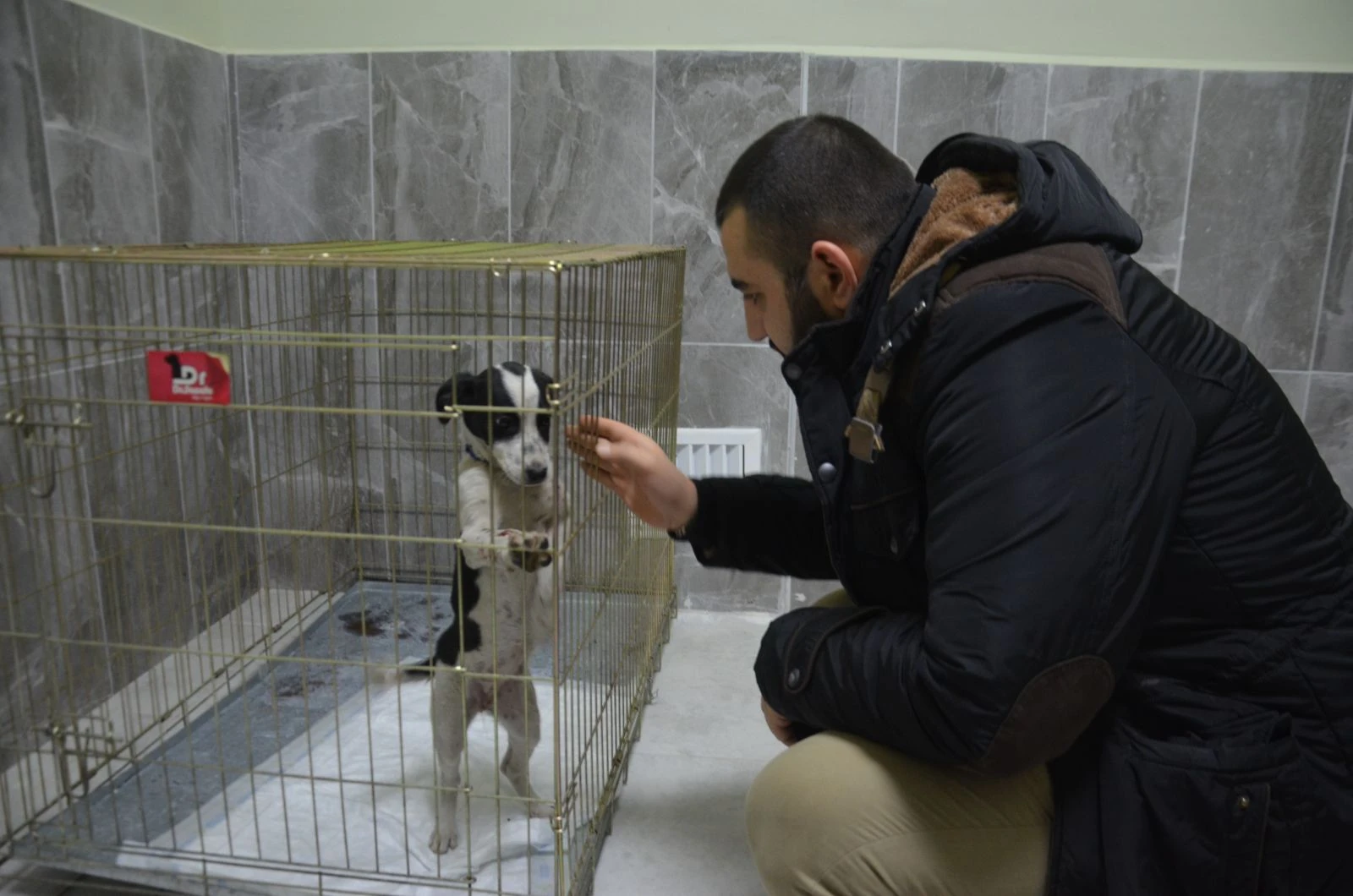 Köpeği ezdi, arkasına bakmadan kaçtı