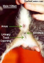 Kedinin cinsiyeti nasıl anlaşılır, Yavru kedinin cinsiyete nasıl bakılır?