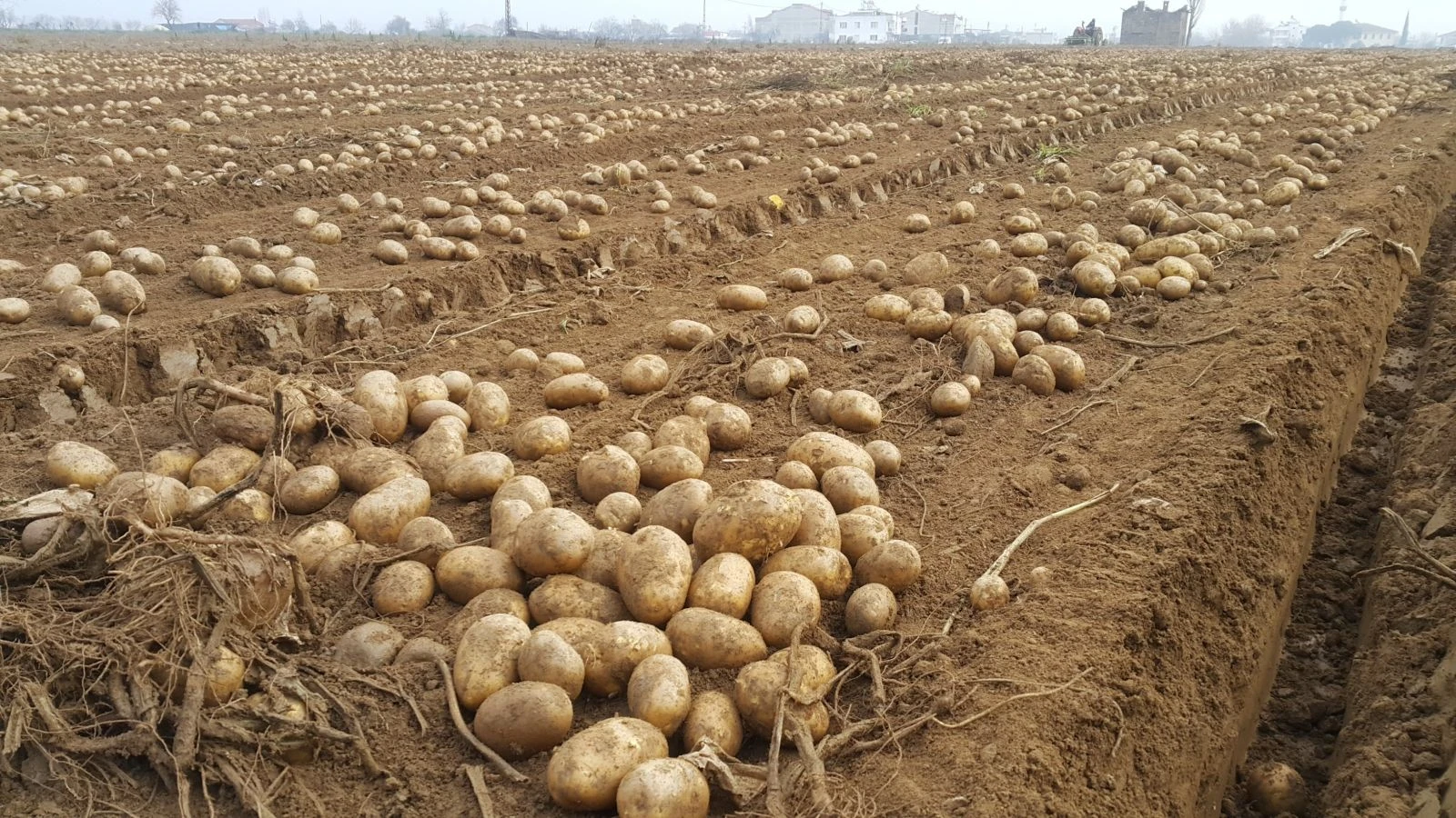 Tarlada 1 lira 50 kuruş olan patates markette 4 lira