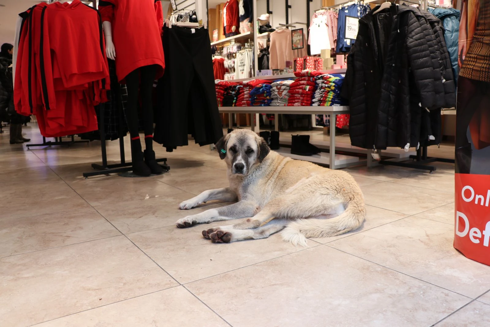 Soğukta üşüyen köpekler mağazada ısınıyor