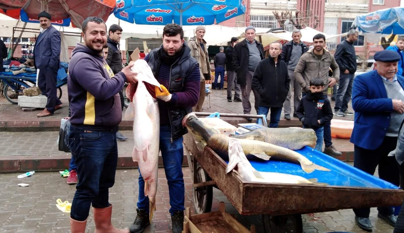 Dev turna balığını gören vatandaşlar telefona sarıldı