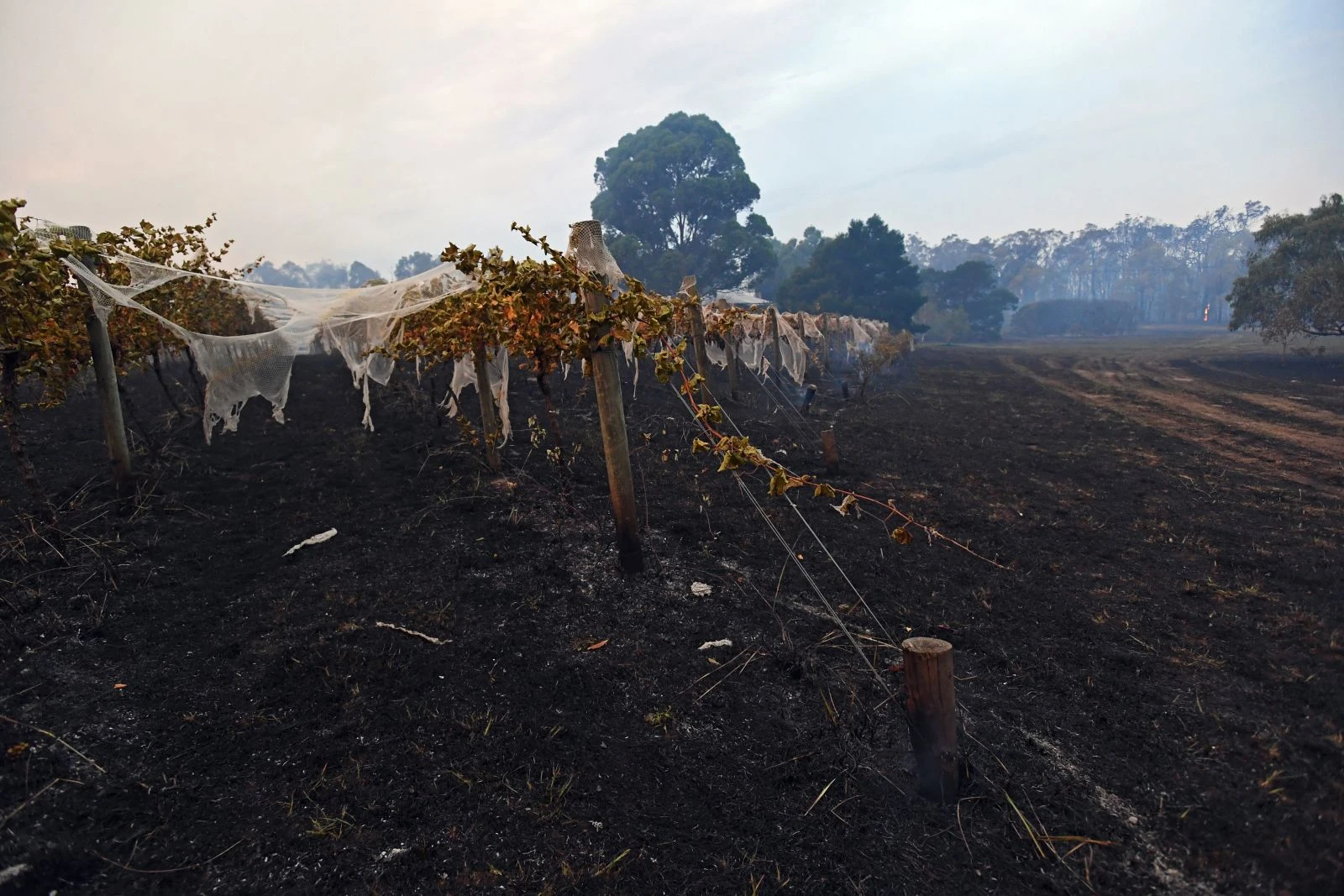 Avustralya’da orman yangını: 9 ev yıkıldı