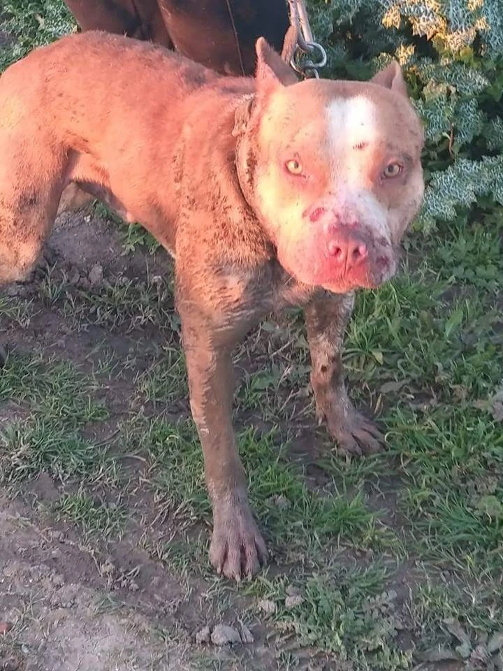 Pitbull dövüştürenlere 15 bin TL para cezası