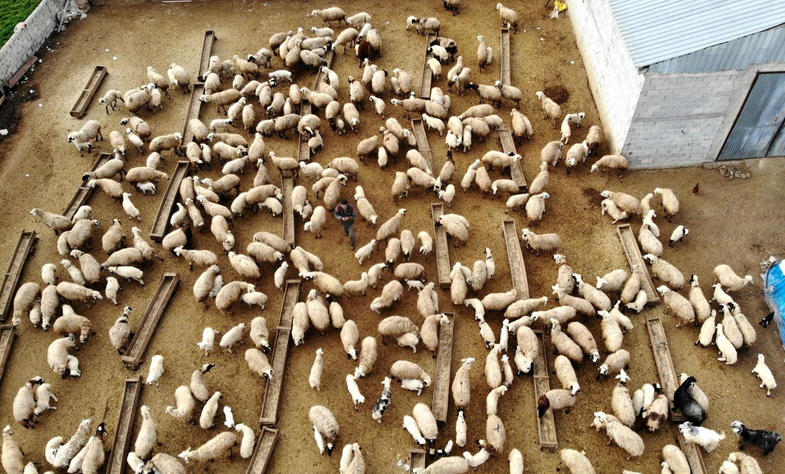 Koyun ve kuzuların buluşması havadan görüntülendi