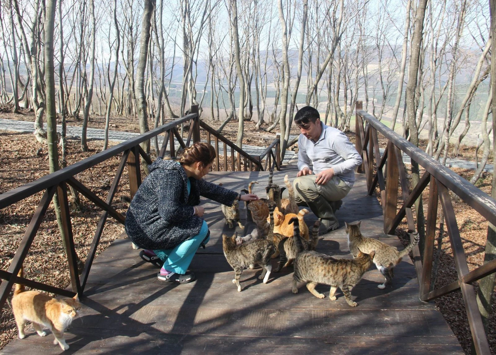 10 bine yakın kedi-köpek koruma altına alındı