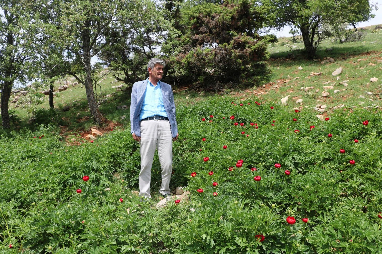 'Ayı gülü' açtı... Koparmanın cezası 60 bin lira