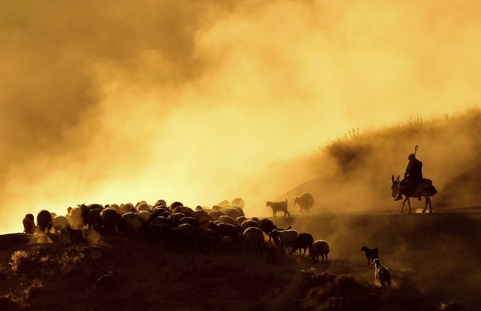 Nemrut Dağı'nda sürülerin tozlu yolculuğu