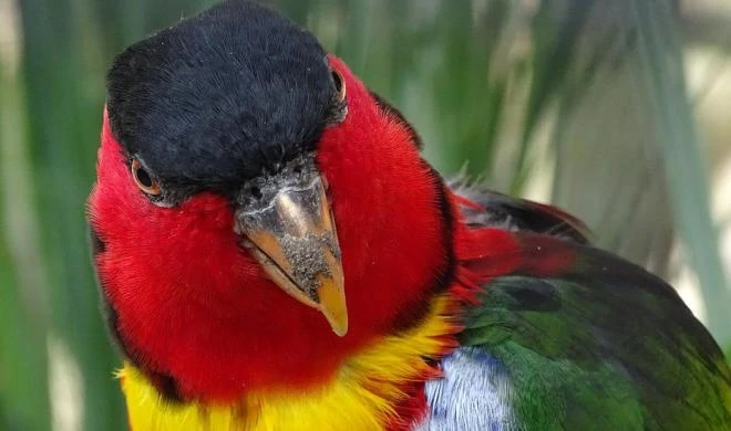 Papağan Türleri İsimleri Özellileri Ve Ömürleri