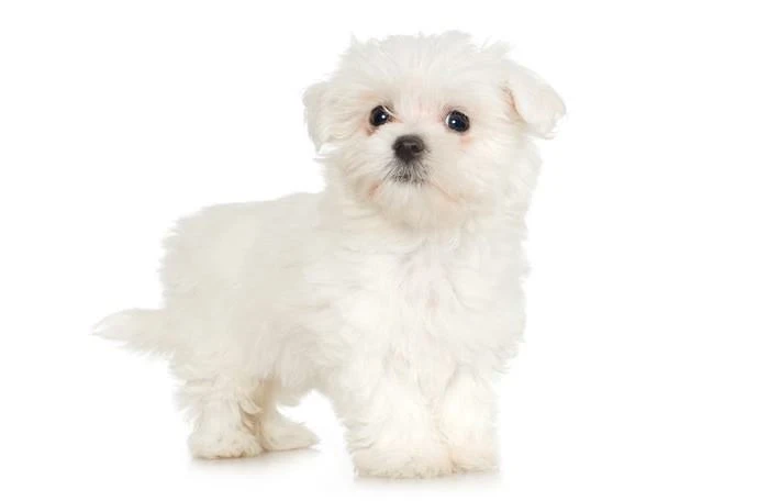 Dünyanın En Sevimli Köpek Cinsleri