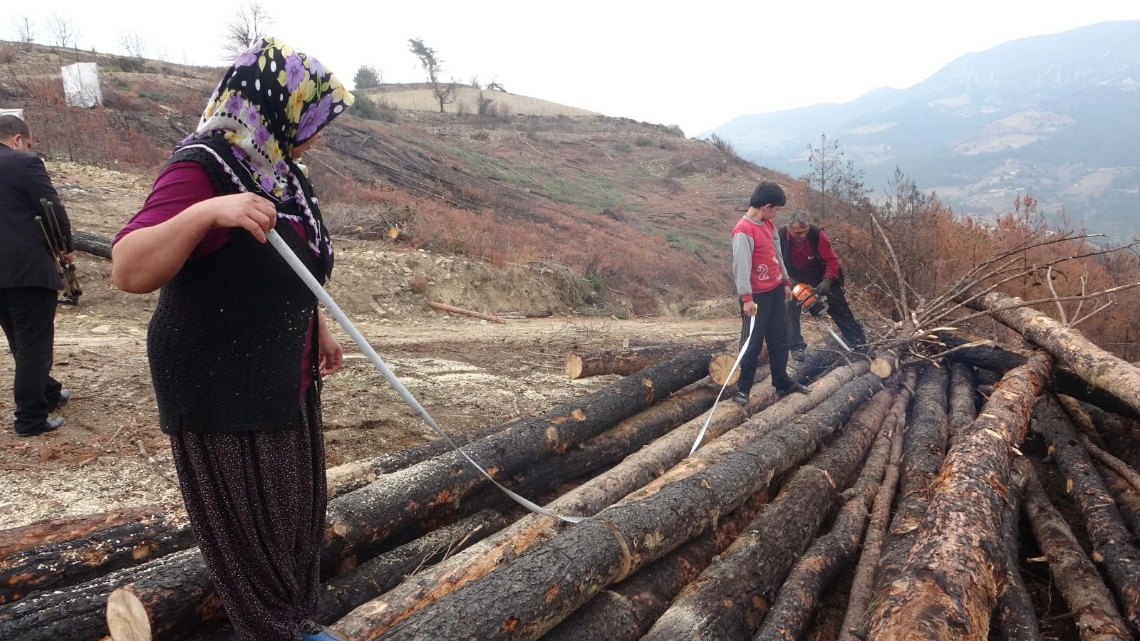 Yanan ormanlık alanları küllerinden yeşertmek için çalışıyorlar