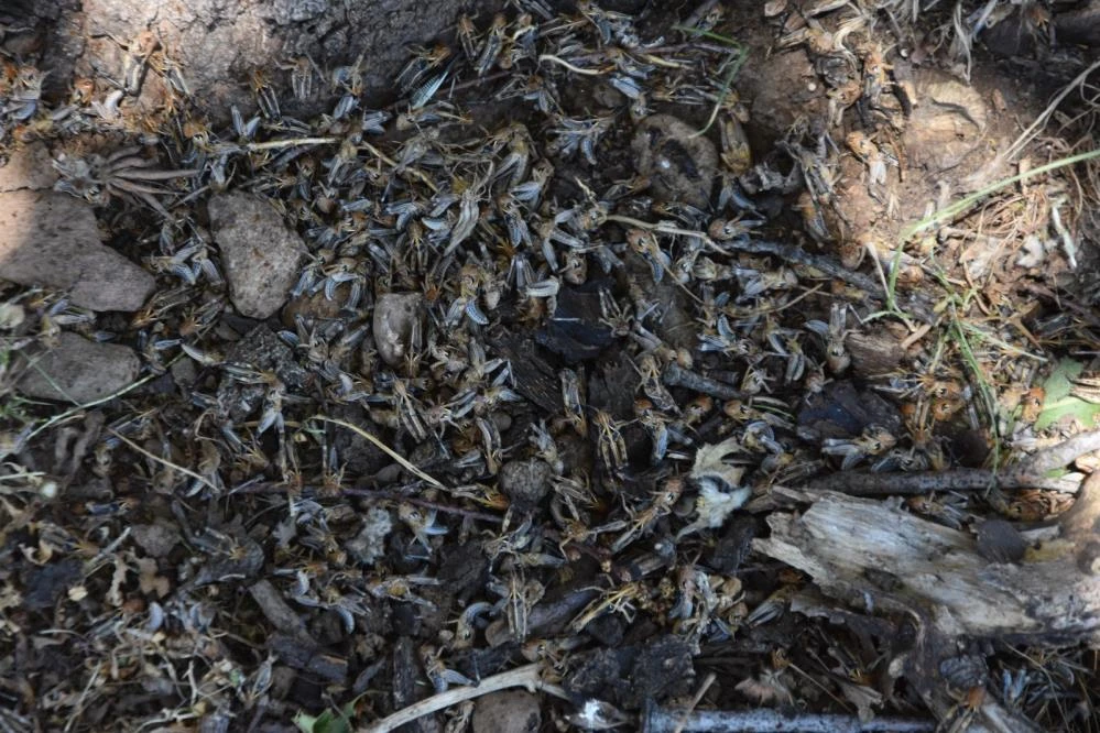 Korkulan oldu, kuraklık çekirge getirdi