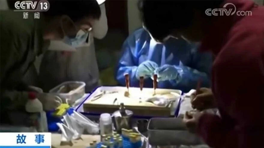 Yarasaların Wuhan'da uzmanları ısırdığı görüntüler ortaya çıktı