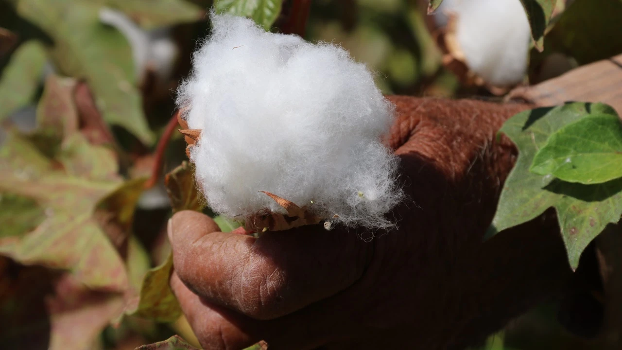Şanlıurfa'da 'beyaz altın' hasadı başladı
