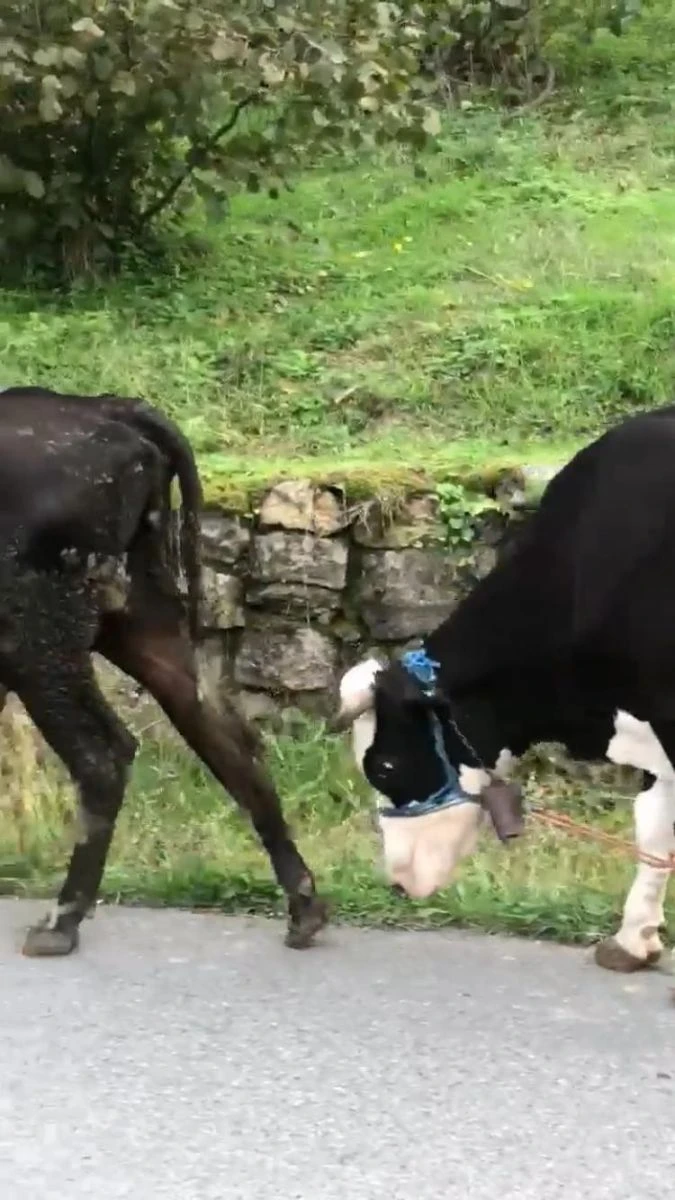 Giresun'da büyükbaş hayvanlara işkence iddiası!