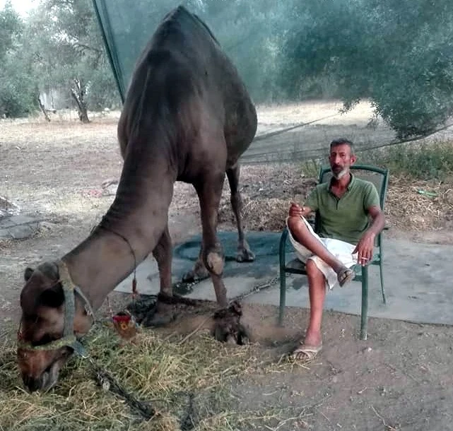 Güreş için eğittiği devenin saldırısına uğrayan adam öldü