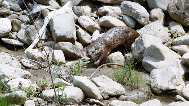 Her geçen gün sayıları azalıyor... Abant'ta görüntülendi