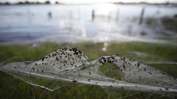 Gökten milyonlarca örümcek yağdı