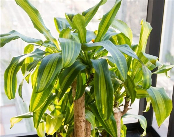 Evde çiçek bakımı nasıl yapılır, bir çiçeğe nasıl bakılır?