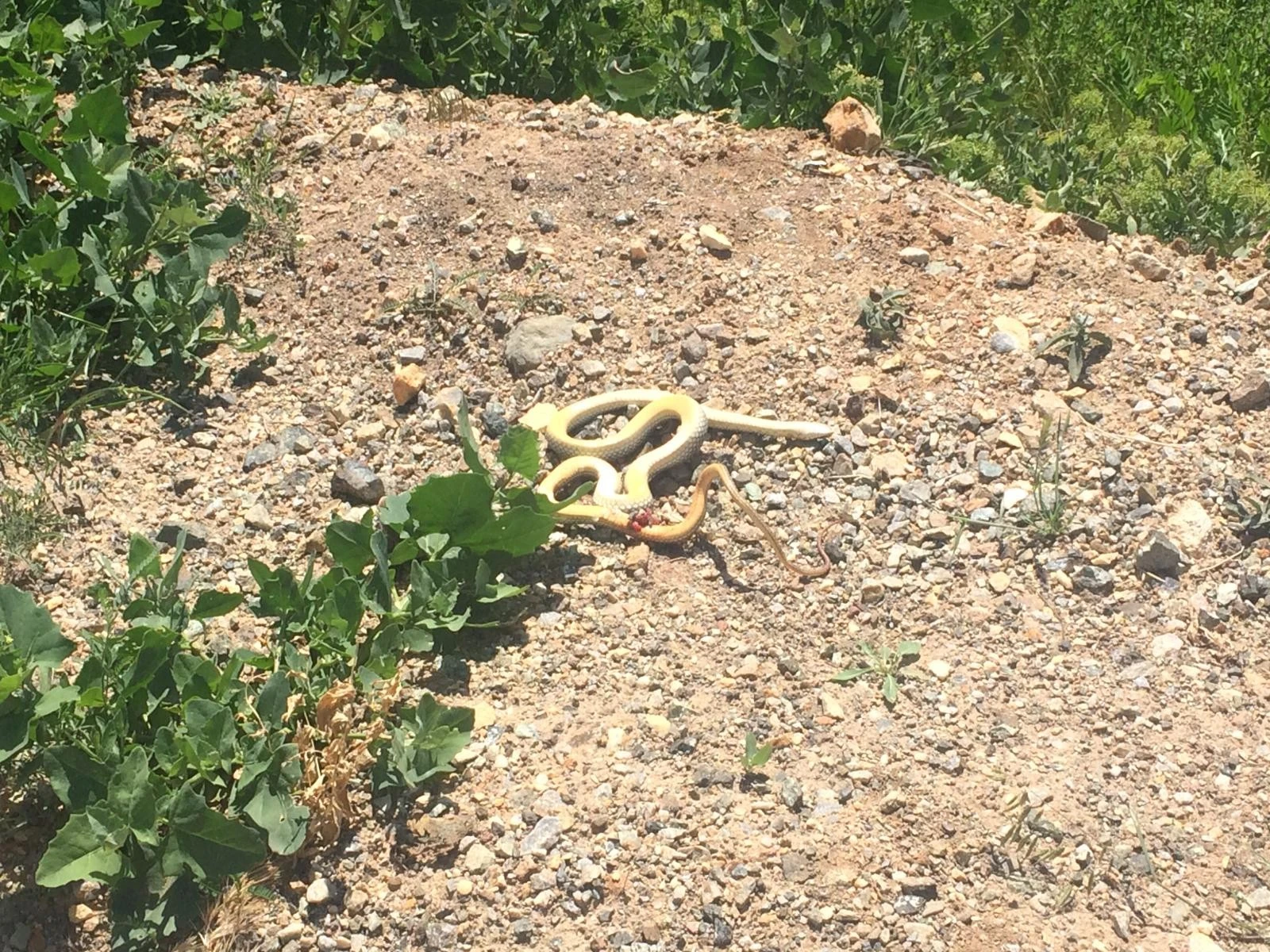 Yılanlar havaların iyice ısınmasıyla ortaya çıkmaya başladı