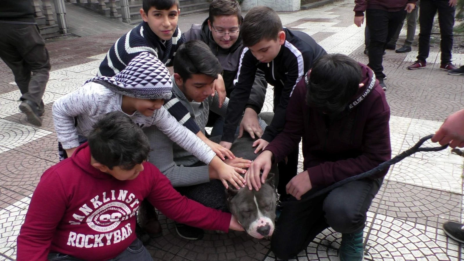 Pitbull için 6 bin liralık cezaya razılar