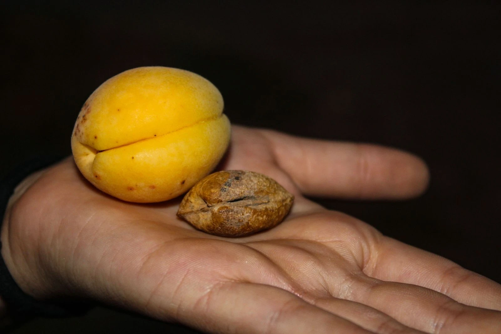 Iğdır'da bulundu... Vatandaşlar fotoğraf çektirmek için birbirleriyle yarıştı
