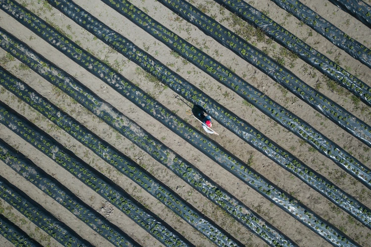 Hobi olarak başladı! Talebe yetişemeyince profesyonel tarıma geçti