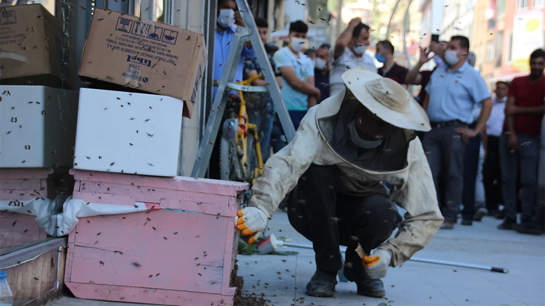 Hakkari'de iş yerinin tabelasına konan arılar esnafa zor anlar yaşattı