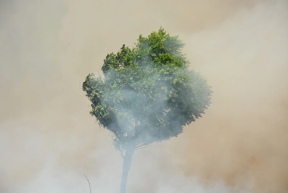 Anız yangınında ağaçlar kül oldu