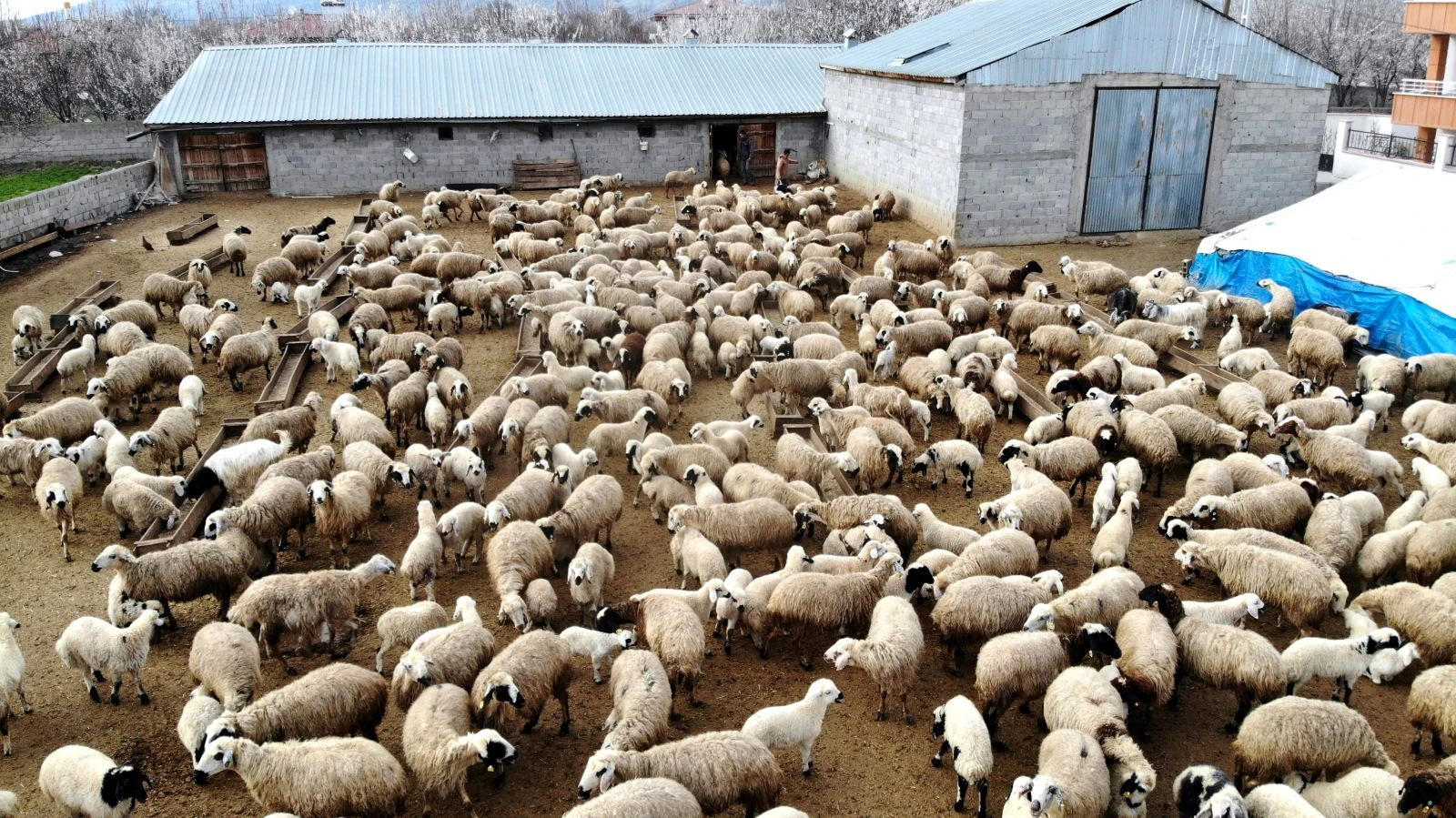 Koyun ve kuzuların buluşması havadan görüntülendi