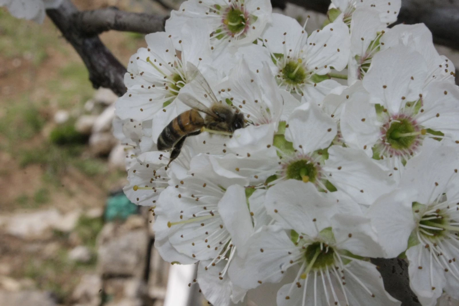 Baharın müjdecisi ters laleler çiçek açtı