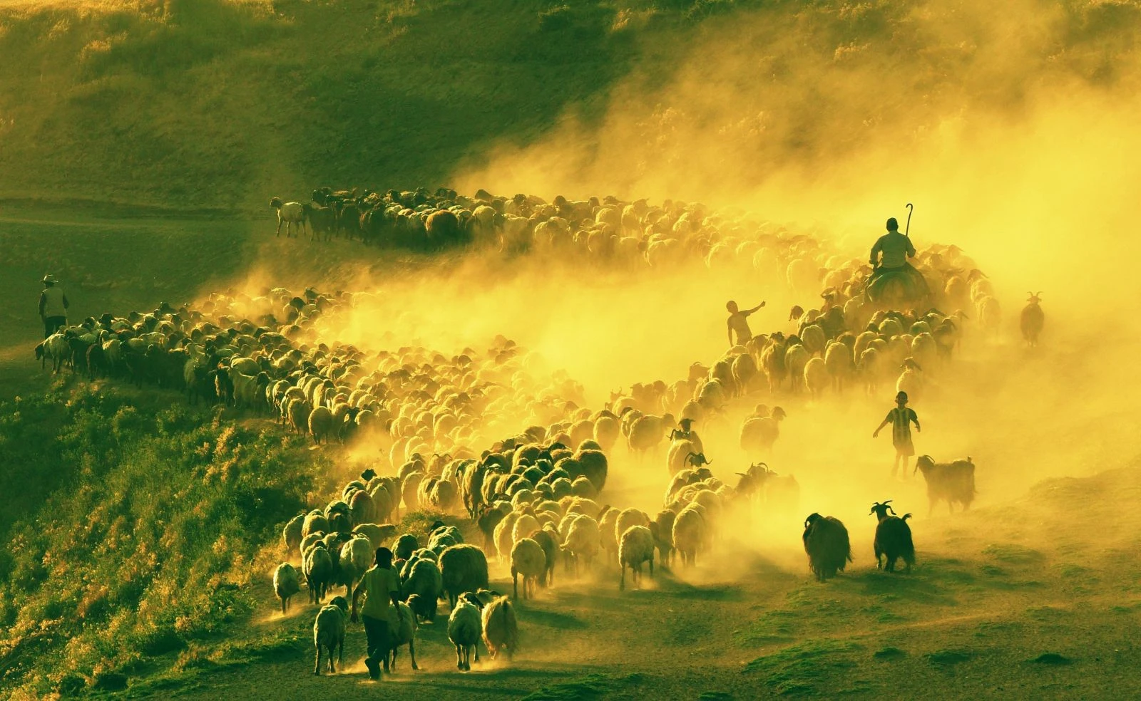 Nemrut Dağı'nda sürülerin tozlu yolculuğu