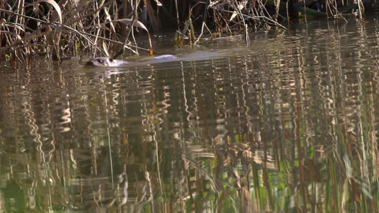 Her geçen gün sayıları azalıyor... Abant'ta görüntülendi