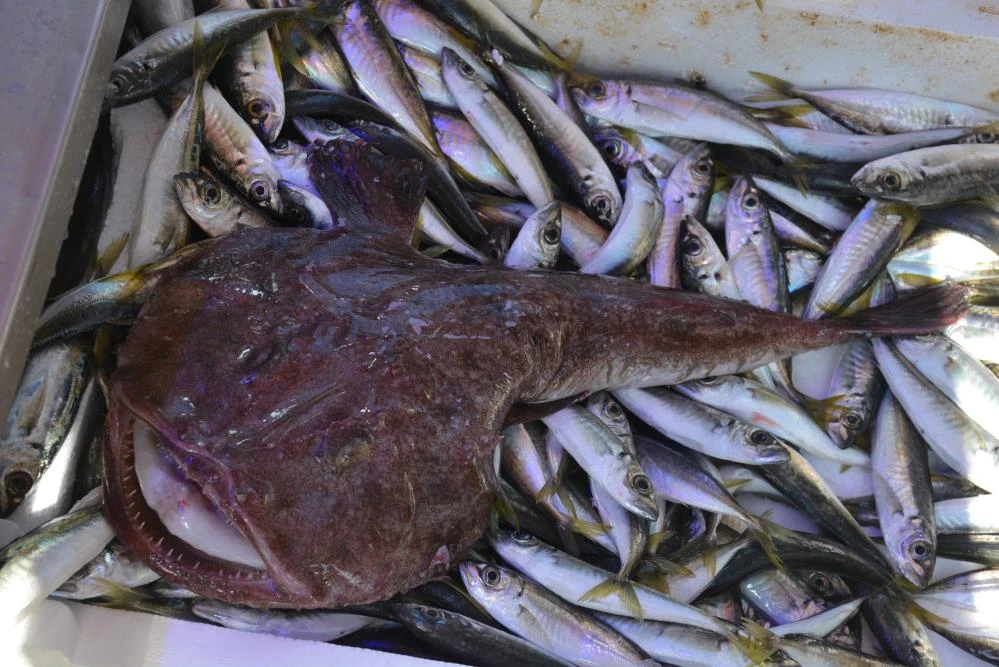 Görenleri hem korkuttu hem şaşırttı