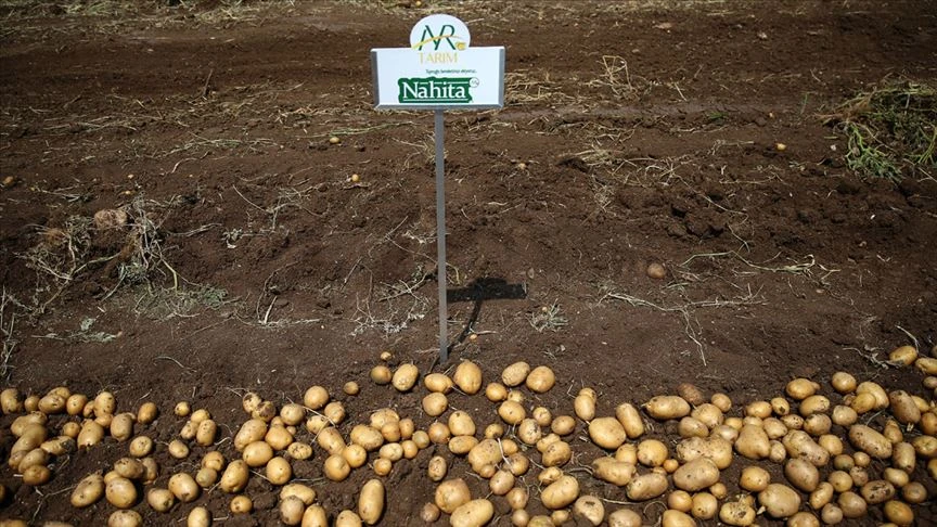 Yerli patates cinsi görücüye çıktı