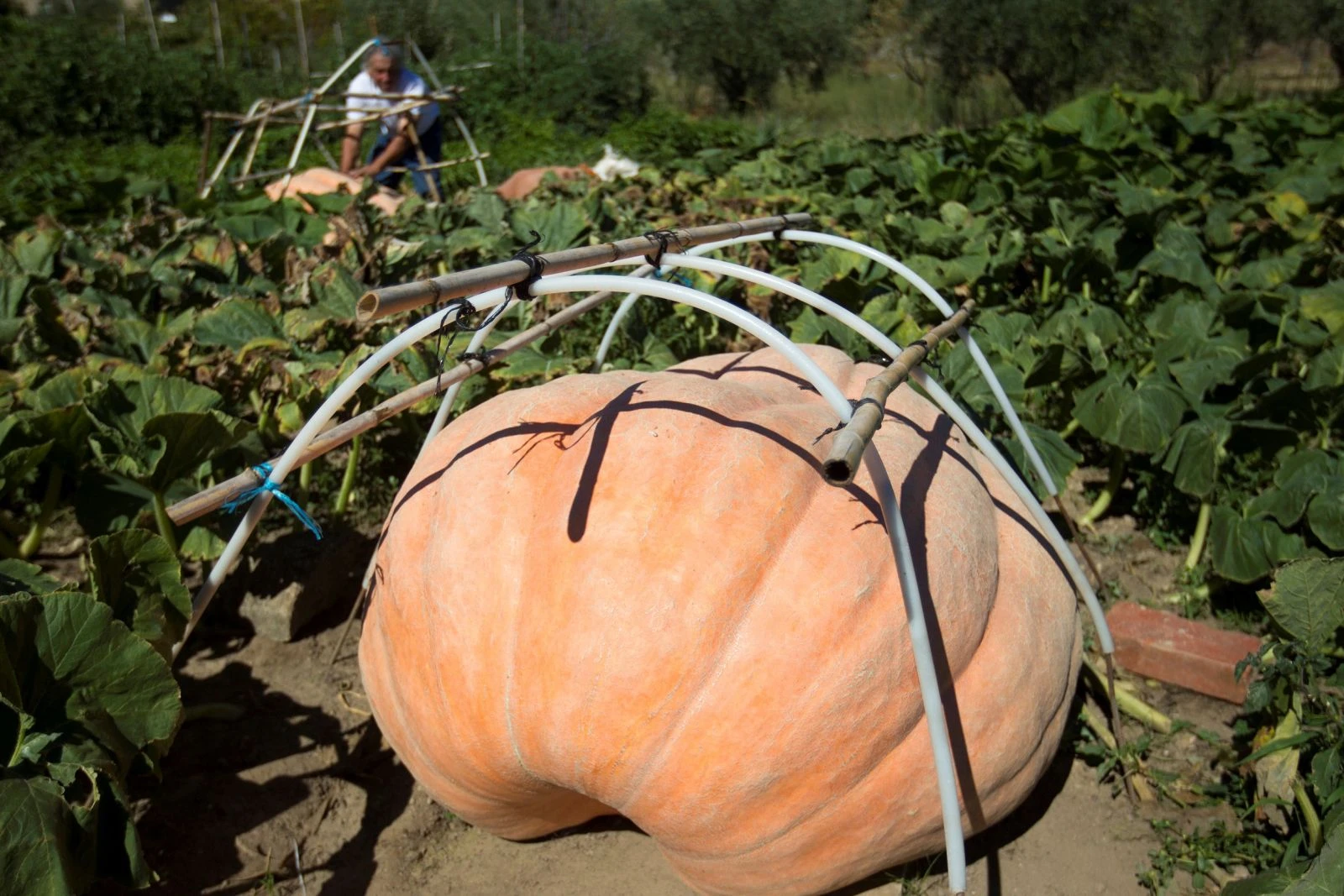 İspanyol çiftçi manuel ramos, 215 kiloluk devasa bir kabak yetiştirerek rekor kırdı