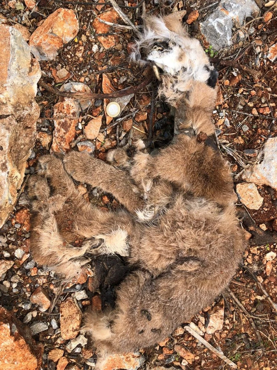 Nesli tükenme tehlikesinde olan karakulak ölü bulundu