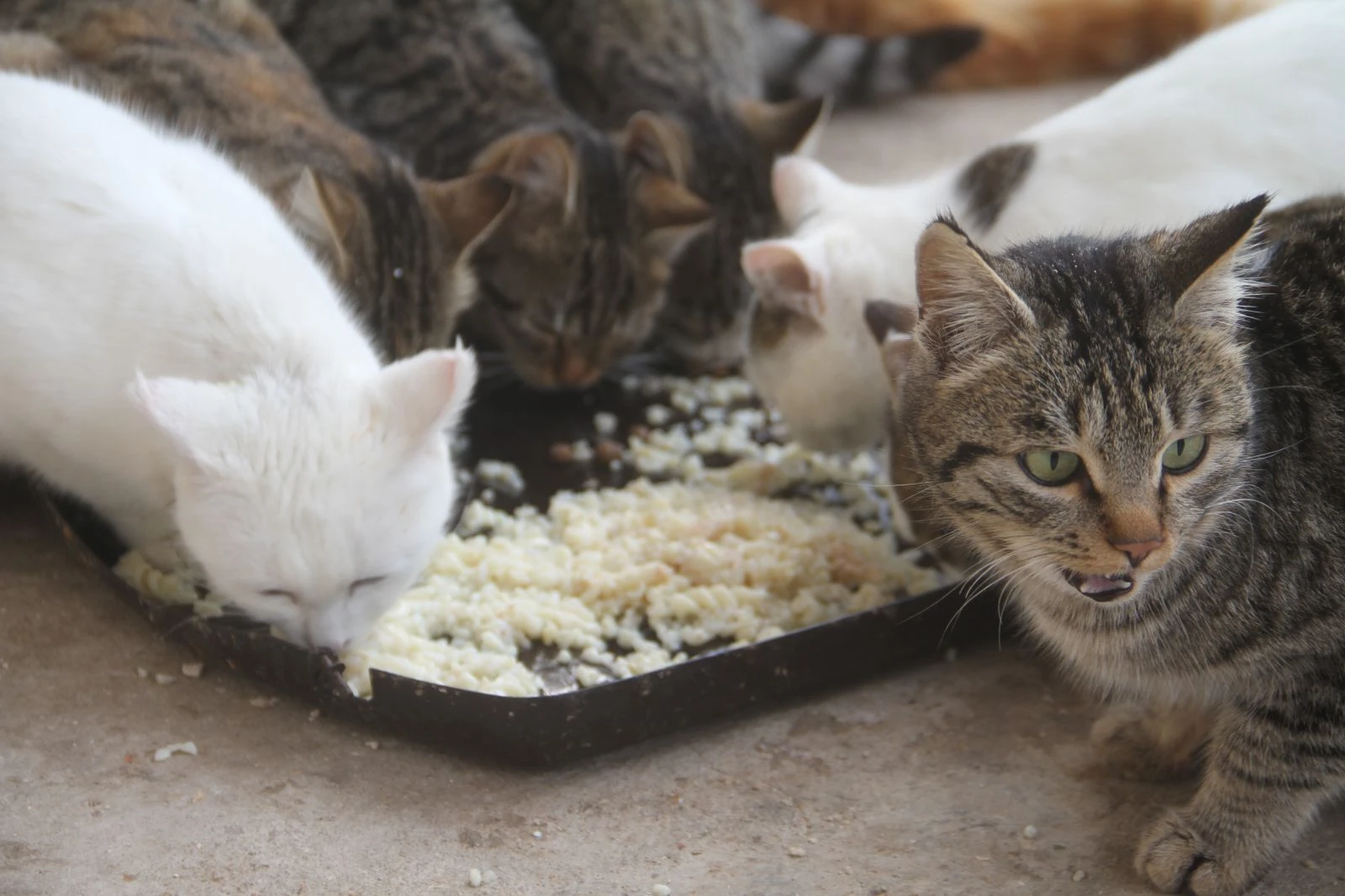 Tenceresi 10 yıldır kedi ve köpekleri için kaynıyor